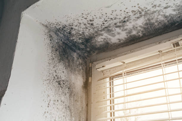 Affordable Black Mold Remediation solutions in Jordan, NY